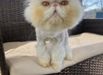 Bugatti - Persian Cat For Sale - Jonesborough&comma; TN&comma; US