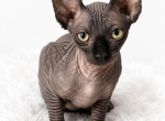 Piccolo - Sphynx Kitten For Sale - Lakeland&comma; FL&comma; US