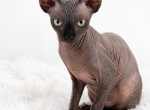 Blossom - Sphynx Kitten For Sale - Lakeland&comma; FL&comma; US