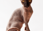 Broly - Sphynx Kitten For Sale - Lakeland&comma; FL&comma; US