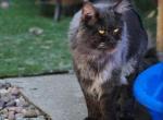 NickXRhae - Maine Coon Kitten For Sale - Spokane&comma; WA&comma; US