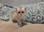 Miss - Scottish Straight Kitten For Sale - 