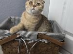 Luna - Scottish Fold Kitten For Sale - 