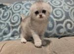 Maik - Scottish Fold Kitten For Sale - 