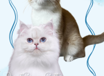 British Shorthair & Longhair due for Christmas - British Shorthair Kitten For Sale - AZ&comma; US