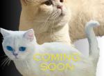 British shorthair for Christmas - British Shorthair Kitten For Sale - AZ&comma; US