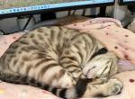 Drew Black Collar - Bengal Kitten For Sale - Oklahoma City&comma; OK&comma; US