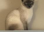 Nala - Siamese Kitten For Sale - Cleveland&comma; OH&comma; US