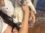 Ragdoll type - Ragdoll Kitten For Sale - Lowell&comma; MA&comma; US