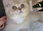 british male kittens - Domestic Kitten For Sale - 