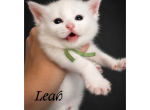 Leah - Maine Coon Kitten For Sale - 
