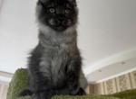 Black Smoke Maine Coon Boy - Maine Coon Kitten For Sale - 