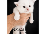 Phoebe - Maine Coon Kitten For Sale - 