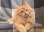 Nikola - Siberian Kitten For Sale - Grayslake&comma; IL&comma; US