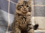 Nina - Siberian Kitten For Sale - Grayslake&comma; IL&comma; US