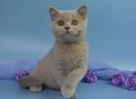 Yana - British Shorthair Kitten For Sale - 