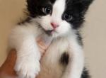 Sammy - Maine Coon Kitten For Sale - 