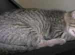 Ellington - Domestic Kitten For Sale - Bowie&comma; MD&comma; US