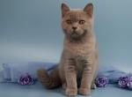 Yaguar - British Shorthair Kitten For Sale - Grayslake&comma; IL&comma; US
