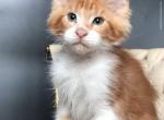 Zahar - Maine Coon Kitten For Sale - Grayslake&comma; IL&comma; US