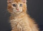 Princ - Maine Coon Kitten For Sale - Grayslake&comma; IL&comma; US
