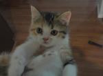 Dorinda - Domestic Kitten For Sale - Bowie&comma; MD&comma; US
