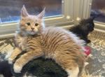 Thomas - Maine Coon Kitten For Sale - 