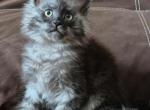 Celesta - Maine Coon Kitten For Sale - Grayslake&comma; IL&comma; US