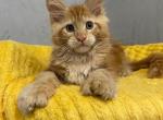 Mark Polydactyl - Maine Coon Kitten For Sale - Grayslake&comma; IL&comma; US