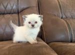Cocoa Puff - Siamese Kitten For Sale - Morristown&comma; NJ&comma; US