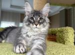 Cappucino - Maine Coon Kitten For Sale - NY&comma; US
