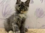Blue Tortie Maine Coon Girl - Maine Coon Kitten For Sale - NY&comma; US