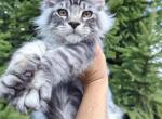 Silver Maine Coon Kitten - Maine Coon Kitten For Sale - NY&comma; US