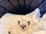 Muffin - Siamese Kitten For Sale - Maclean&comma; VA&comma; US
