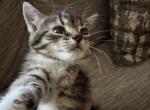 Lili - Domestic Kitten For Sale - 