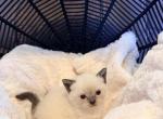 Muffin - Siamese Kitten For Sale - Morristown&comma; NJ&comma; US
