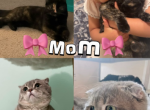 Minninmon fall litter - Scottish Fold Kitten For Sale - San Marcos&comma; CA&comma; US