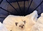 Muffin - Siamese Kitten For Sale - Philadelphia&comma; PA&comma; US