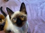 Valentino - Siamese Kitten For Sale - 
