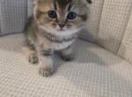 Romeo - Scottish Fold Kitten For Sale - Naperville&comma; IL&comma; US