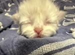 Leilani and Kilua litter - Persian Kitten For Sale - Douglasville&comma; GA&comma; US
