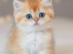 Alex - British Shorthair Kitten For Sale - Grayslake&comma; IL&comma; US