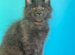 Tamir - Maine Coon Kitten For Sale - Grayslake&comma; IL&comma; US