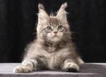 ZZTop - Maine Coon Kitten For Sale - Grayslake&comma; IL&comma; US