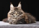 Xaviero - Maine Coon Kitten For Sale - Grayslake&comma; IL&comma; US