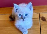 Cream Puff - Domestic Kitten For Sale - 