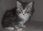 Lily and tiger - Maine Coon Kitten For Sale - Littlefield&comma; AZ&comma; US