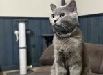 Blue - Scottish Straight Cat For Sale - Maclean&comma; VA&comma; US