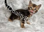 2 boys 3 girls Bengal kittens - Bengal Kitten For Sale - Fenton&comma; MI&comma; US