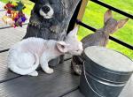 Circe Lore - Devon Rex Kitten For Sale - 